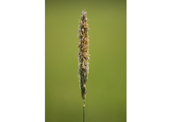 Wiesen-Fuchsschwanz (Alopecurus pratensis) - © Emanuel Trummer